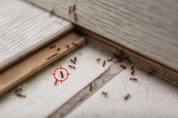 Best Ant Control Services  in Kiefer, OK
