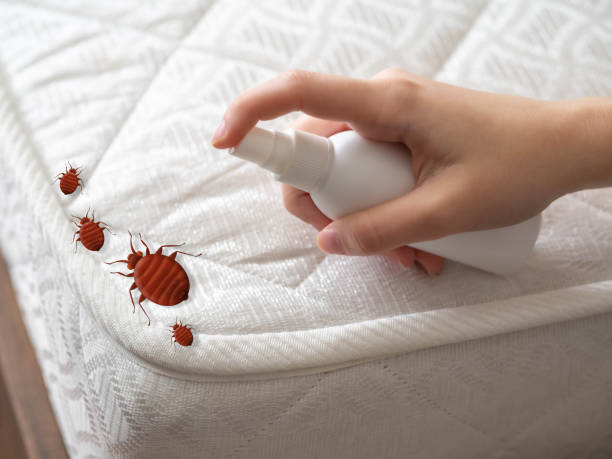 Best Termite Control Services  in Kiefer, OK